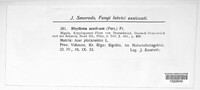 Rhytisma acerinum image